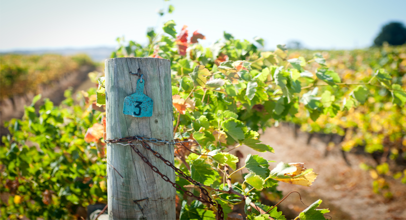 Kerrigan and Berry vines | Halliday Wine Companion